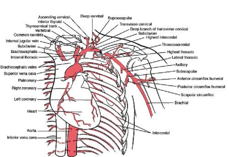 Lateral Thoracic Artery Location